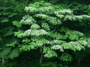 th-mizuki-2005-06-04-01