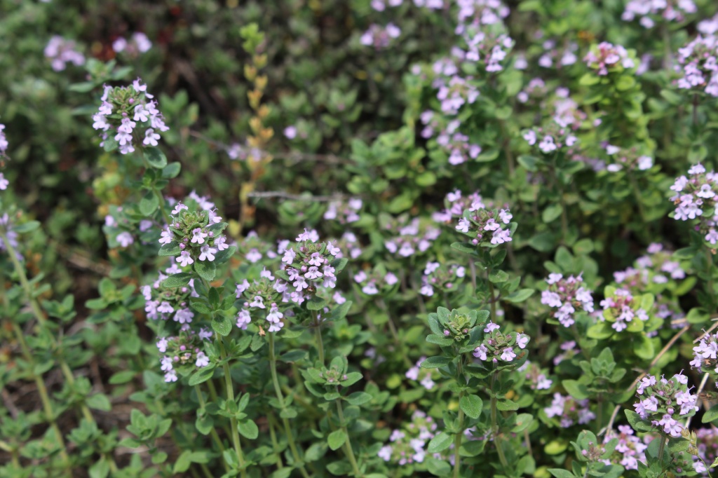 OKITAMAPARK HERB GADEN FAIR2015