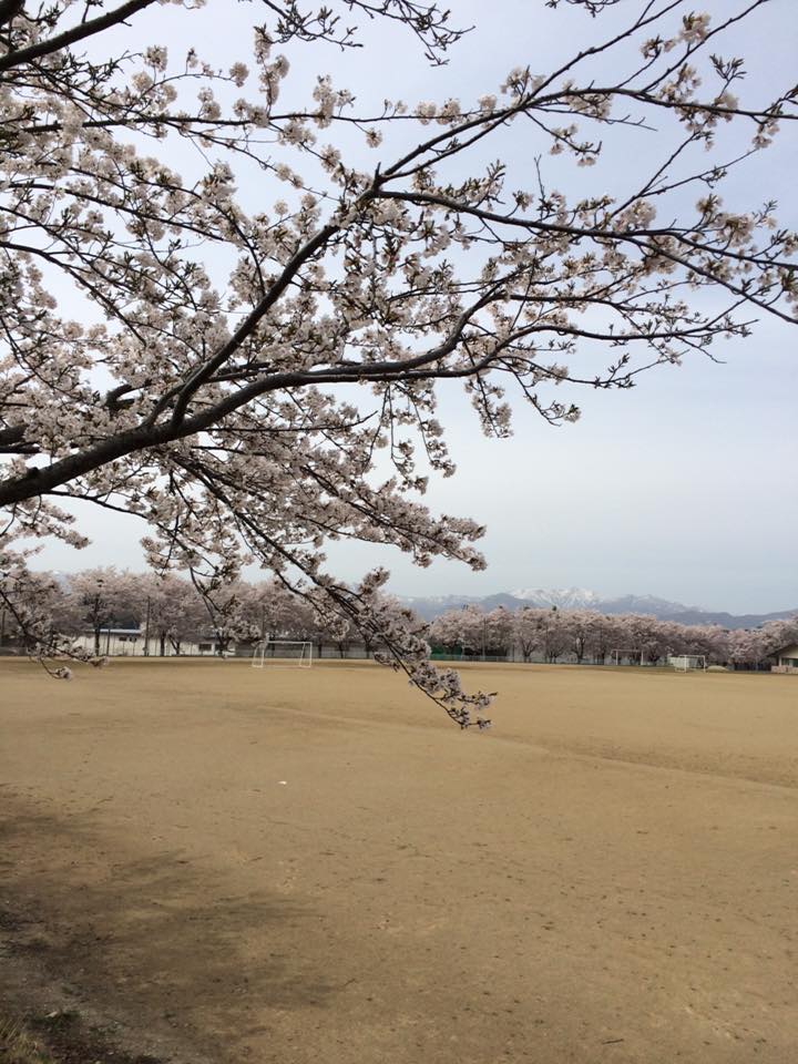 桜満開です！